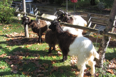 Foto von der Ziegenausstellung 2013 in Landeck