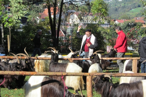 Foto von der Ziegenausstellung 2013 in Landeck
